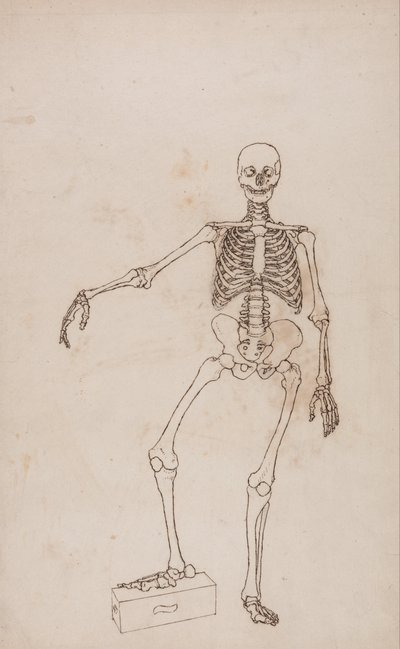 Exposición anatómica comparativa de la estructura del cuerpo humano con la del tigre y la del ave común: Esqueleto humano, vista anterior de George Stubbs