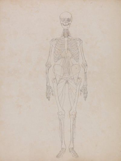 Exposición anatómica comparativa de la estructura del cuerpo humano con la del tigre y la del ave común:  Figura humana, vista anterior (Esquema) de George Stubbs