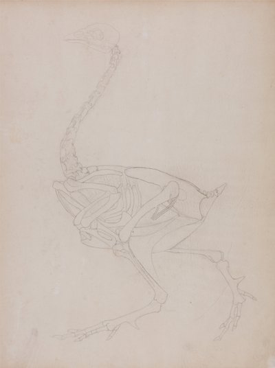 Exposición anatómica comparativa de la estructura del cuerpo humano con la del tigre y la del ave común:  Cuerpo de ave, vista lateral de George Stubbs