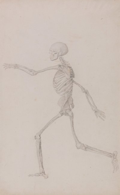 Exposición anatómica comparativa de la estructura del cuerpo humano con la del tigre y la del ave común: Esqueleto Humano, Vista Lateral desde la Izquierda, Corriendo (Estudio Finalizado para la Tabla III) de George Stubbs
