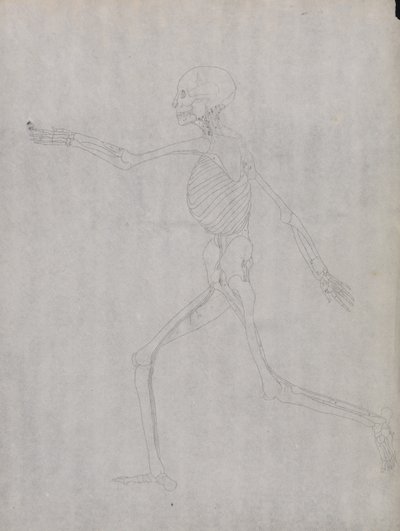Exposición anatómica comparativa de la estructura del cuerpo humano con la del tigre y la del ave común: Figura humana, vista lateral de George Stubbs
