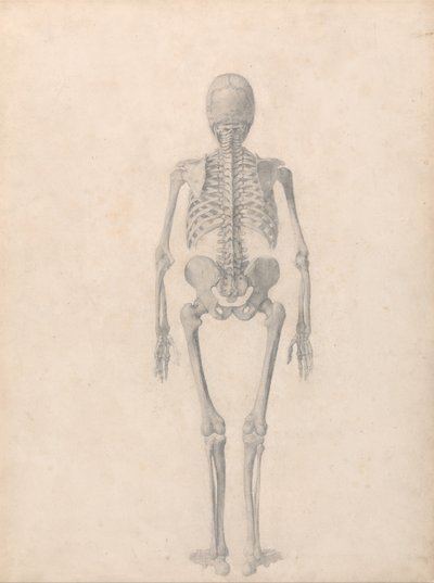 Exposición anatómica comparativa de la estructura del cuerpo humano con la del tigre y la del ave común: Esqueleto Humano, Vista Posterior (Estudio Finalizado para la Tabla II) de George Stubbs