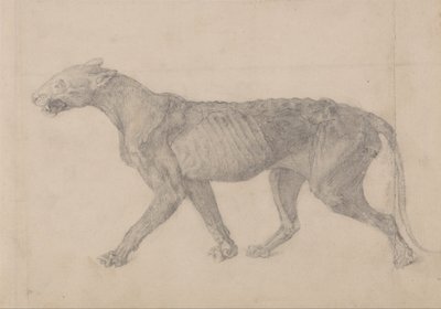 Exposición anatómica comparativa de la estructura del cuerpo humano con la de un tigre y un ave común: Cuerpo de tigre, vista lateral (Primero de nueve dibujos de otro espécimen de tigre) de George Stubbs