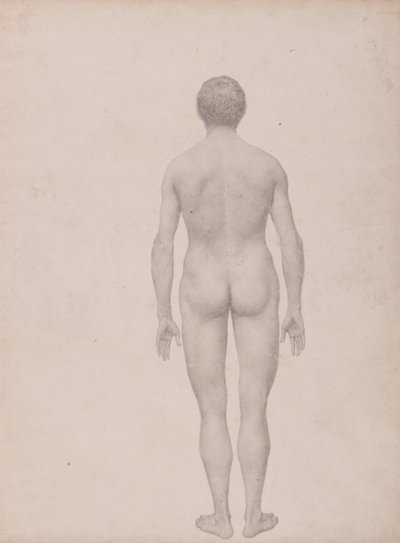 Exposición Anatómica Comparativa de la Estructura del Cuerpo Humano con la de un Tigre y un Ave Común: Figura humana, vista posterior, sin diseccionar (estudio terminado para el cuadro VII) de George Stubbs