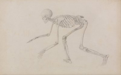 Exposición anatómica comparativa de la estructura del cuerpo humano con la de un tigre y un ave común: Esqueleto humano, vista lateral (en postura reptante; estudio terminado para un cuadro inédito) de George Stubbs
