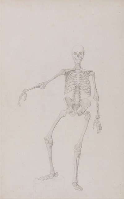Exposición anatómica comparativa de la estructura del cuerpo humano con la de un tigre y un ave común: Esqueleto humano, vista anterior (brazo derecho extendido; estudio terminado para tabla inédita) de George Stubbs