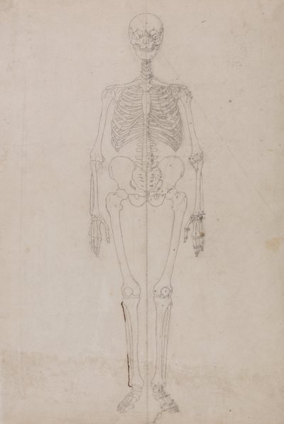 Exposición anatómica comparativa de la estructura del cuerpo humano con la del tigre y la del ave común:  Esqueleto humano, vista anterior (Estudio final) de George Stubbs