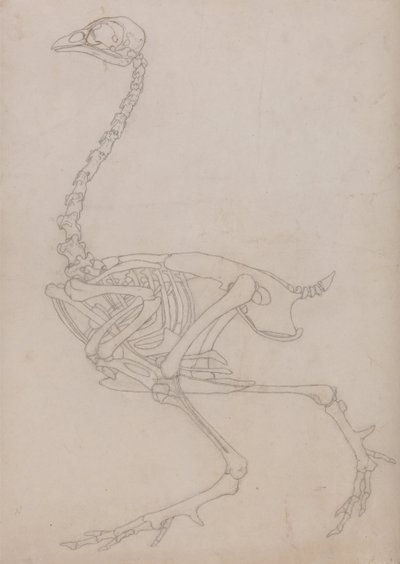 Exposición anatómica comparativa de la estructura del cuerpo humano con la del tigre y la del ave común:  Esqueleto de ave, vista lateral (Esquema del esqueleto preparado para la figura clave de la Tabla V) de George Stubbs