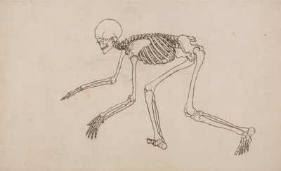 Exposición anatómica comparativa de la estructura del cuerpo humano con la del tigre y la del ave común: Esqueleto humano, vista lateral de George Stubbs