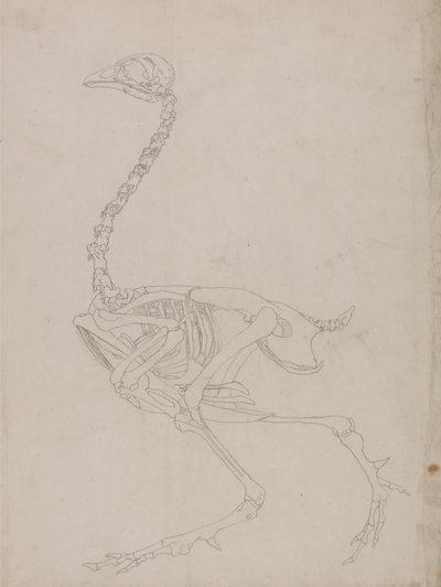 Exposición anatómica comparativa de la estructura del cuerpo humano con la del tigre y la del ave común:  Fowl Skeleton, Lateral View (Dibujo esquemático del esqueleto) de George Stubbs