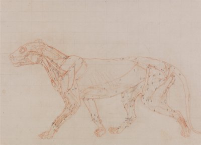 Exposición anatómica comparativa de la estructura del cuerpo humano con la de un tigre y un ave común:  Cuerpo de tigre, vista lateral (Estudio de los músculos expuestos en la tercera fase de disección) de George Stubbs