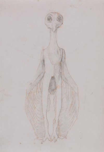 Exposición anatómica comparativa de la estructura del cuerpo humano con la del tigre y la del ave común:  Búho de pie, vista anterior de George Stubbs