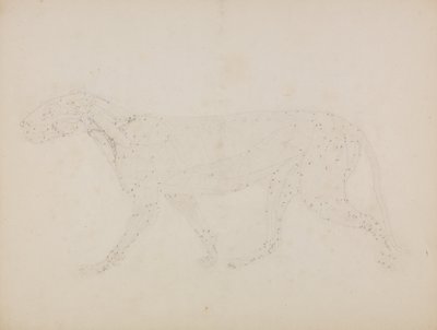 Exposición anatómica comparativa de la estructura del cuerpo humano con la del tigre y la del ave común: Cuerpo de Tigre, Vista Lateral (Estudio de las capas superiores de los músculos y su irrigación sanguínea preparado para la figura clave de la Tabla XI de George Stubbs