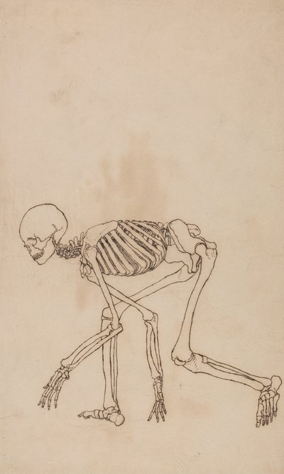 Exposición anatómica comparativa de la estructura del cuerpo humano con la del tigre y la del ave común: Esqueleto humano, vista lateral de George Stubbs