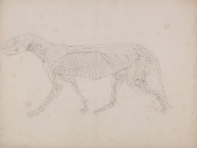 Exposición anatómica comparativa de la estructura del cuerpo humano con la del tigre y la del ave común: Cuerpo del tigre, vista lateral de George Stubbs