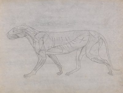 Exposición anatómica comparativa de la estructura del cuerpo humano con la del tigre y la del ave común: Cuerpo del tigre, vista lateral de George Stubbs