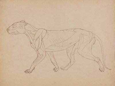 Exposición anatómica comparativa de la estructura del cuerpo humano con la de un tigre y un ave común:  Cuerpo de tigre, vista lateral (Probablemente realizado como base para una figura clave) de George Stubbs