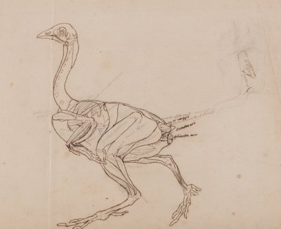 Exposición anatómica comparativa de la estructura del cuerpo humano con la del tigre y la del ave común:  Dorking Hen Body, Lateral View (Dibujo del contorno de los músculos) de George Stubbs