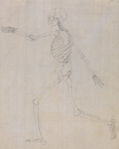 Exposición anatómica comparativa de la estructura del cuerpo humano con la del tigre y la del ave común: Esqueleto humano, vista lateral (Esquema del esqueleto para la figura clave de la Tabla III) de George Stubbs