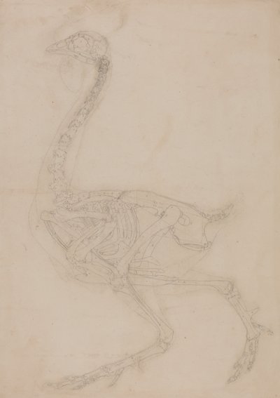 Exposición anatómica comparativa de la estructura del cuerpo humano con la del tigre y la del ave común:  Esqueleto de ave, vista lateral de George Stubbs
