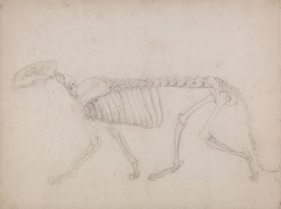 Exposición anatómica comparativa de la estructura del cuerpo humano con la del tigre y la del ave común: Esqueleto de tigre, vista lateral de George Stubbs
