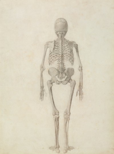Una exposición anatómica comparativa de la estructura del cuerpo humano con la de un tigre y una gallina común: Esqueleto humano, vista posterior de George Stubbs