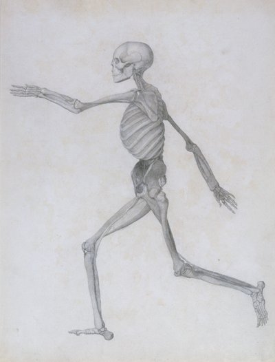 Exposición Anatómica Comparativa de la Estructura del Cuerpo Humano con la de un Tigre y una Gallina Común: Figura Humana, Vista Lateral, 1795-1806 de George Stubbs