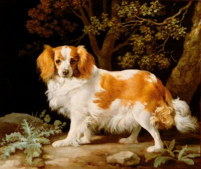 Un Spaniel King Charles blanco y marrón en un paisaje boscoso de George Stubbs