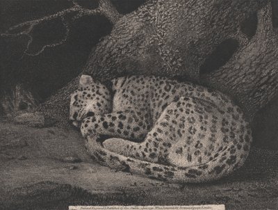 Un leopardo dormido de George Stubbs
