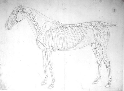 Estudio anatómico de un caballo de George Stubbs