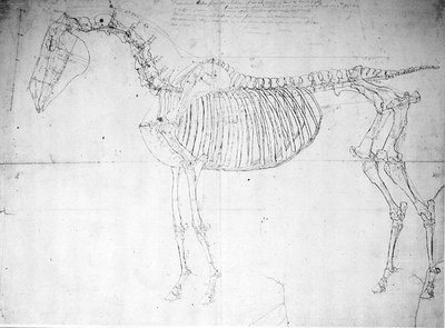 Estudio anatómico de un caballo de George Stubbs