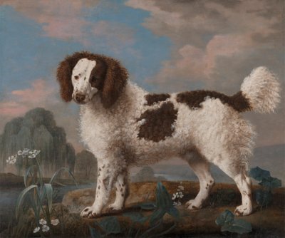 Norfolk o Water Spaniel marrón y blanco de George Stubbs