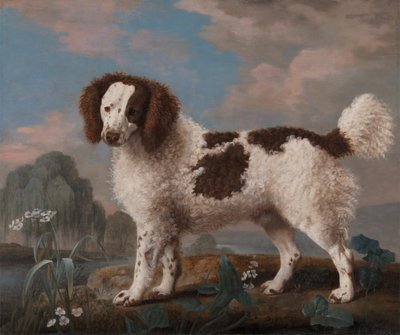 Spaniel de Norfolk o de Agua Marrón y Blanco de George Stubbs