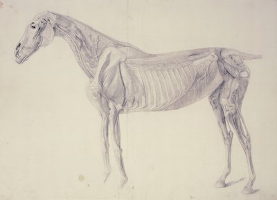 Diagrama de La anatomía del caballo de George Stubbs