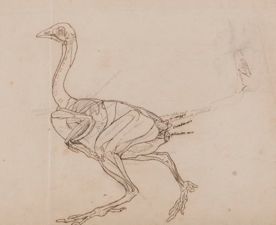 Dorking Hen Body, Lateral View (Dibujo del contorno de los músculos) de George Stubbs