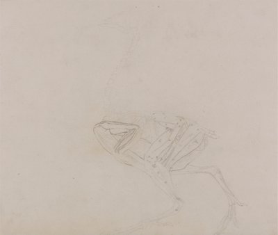 Dorking Hen Body, Lateral View (Estudio de los músculos del cuerpo y las extremidades en una fase posterior de la disección) de George Stubbs