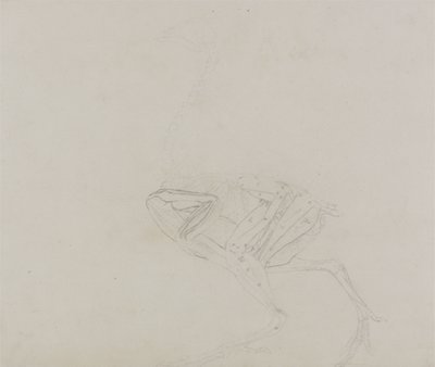Cuerpo de gallina Dorking, vista lateral, de Una exposición anatómica comparativa de la estructura del cuerpo humano con la de un tigre y un ave común, 1795-1806 de George Stubbs
