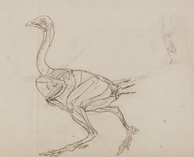Cuerpo de gallina Dorking, vista lateral, de 