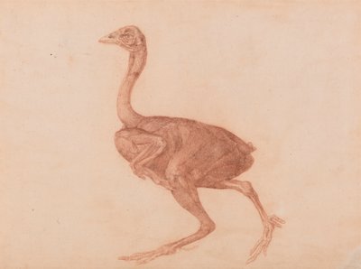 Gallina de Dorking, vista lateral de George Stubbs