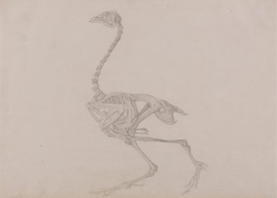 Esqueleto de gallina de Dorking, vista lateral (estudio terminado para un cuadro inédito) de George Stubbs