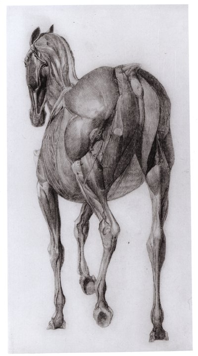 Vista Dorsal de la Estructura Muscular de un Caballo Progresivamente Diseccionado, estudio No. 7 de La Anatomía del Caballo, 1766 de George Stubbs