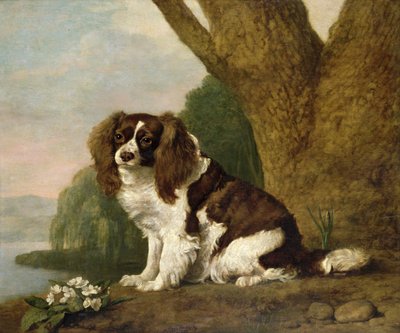 Fanny, un spaniel marrón y blanco de George Stubbs