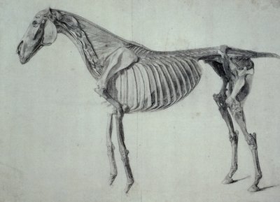 Estudio terminado para la quinta tabla anatómica de un caballo de George Stubbs
