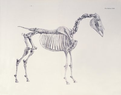 Primera mesa de esqueleto, de La anatomía del caballo de George Stubbs