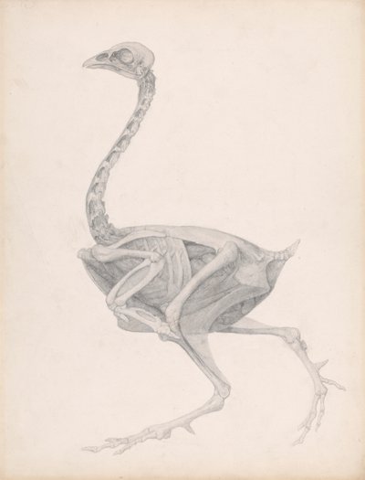 Cuerpo de ave, vista lateral (estudio muy acabado para un cuadro inédito; muestra la última etapa de la disección) de George Stubbs