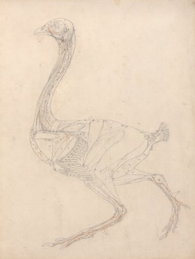 Cuerpo de ave, vista lateral (estudio para la figura clave del cuadro XV) de George Stubbs