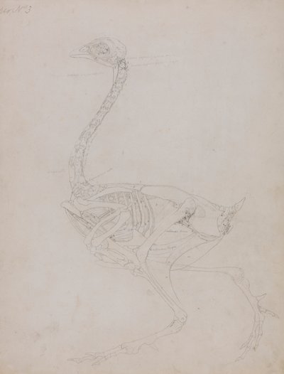Cuerpo de ave, vista lateral de George Stubbs