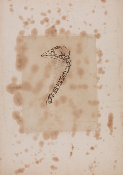 Cabeza y cuello de ave, vista lateral de George Stubbs
