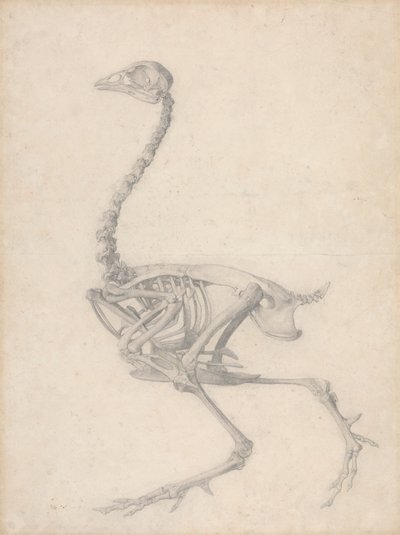 Esqueleto de ave, vista lateral (estudio terminado para el cuadro V) de George Stubbs