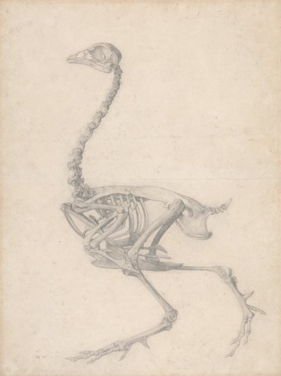 Esqueleto de ave, vista lateral (Estudio terminado para la Tabla V) de George Stubbs